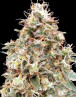 Marihuana Auto Forbidden Fruit Cake - Semillas Baratas