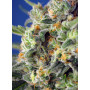Sweet Pure CBD - OFERTA  en Semillas Sweet Seeds