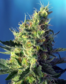 Sweet Pure CBD - OFERTA  en Semillas Sweet Seeds