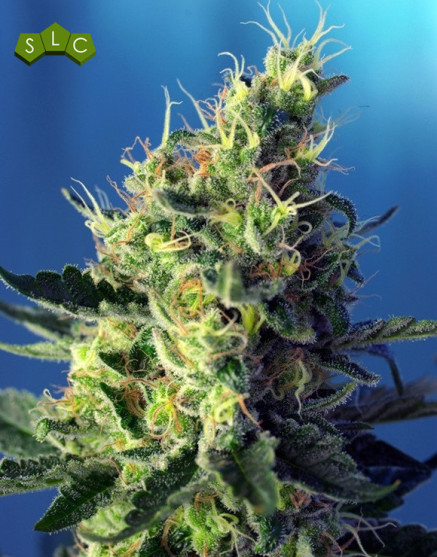 Sweet Pure CBD - OFERTA  en Semillas Sweet Seeds