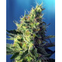 Sweet Pure CBD - OFERTA  en Semillas Sweet Seeds