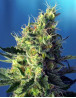 Sweet Pure CBD - OFERTA  en Semillas Sweet Seeds