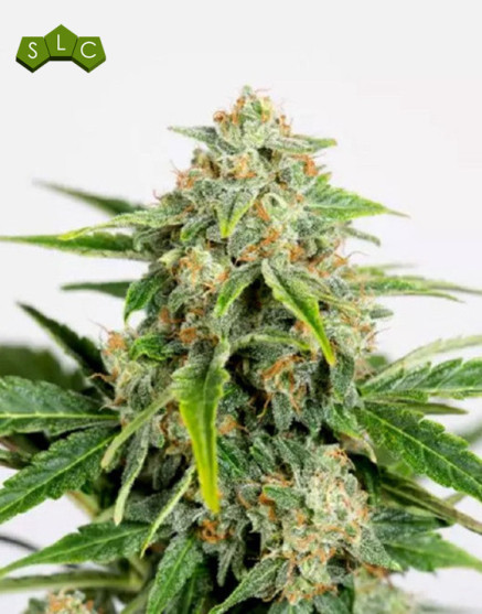 Amnesia CBD Pure Auto - Semillas Humboldt