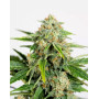 Amnesia CBD Pure Auto - Semillas Humboldt