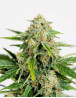Amnesia CBD Pure Auto - Semillas Humboldt