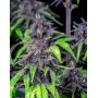 Purplematic CBD Auto - Marihuana Automática Morada de CBD