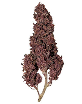 Purplematic CBD Auto - Marihuana Automática Morada de CBD
