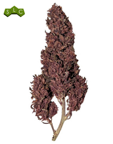 Purplematic CBD Auto - Marihuana Automática Morada de CBD