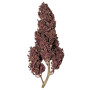 Purplematic CBD Auto - Marihuana Automática Morada de CBD