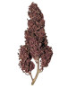 Purplematic CBD Auto - Marihuana Automática Morada de CBD
