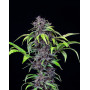 Purplematic CBD Auto - Marihuana Automática Morada de CBD