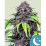 Purplematic CBD Auto - Marihuana Automática Morada de CBD