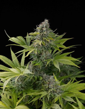 Marihuana Claustrum 2.0 - Semillas Positronics