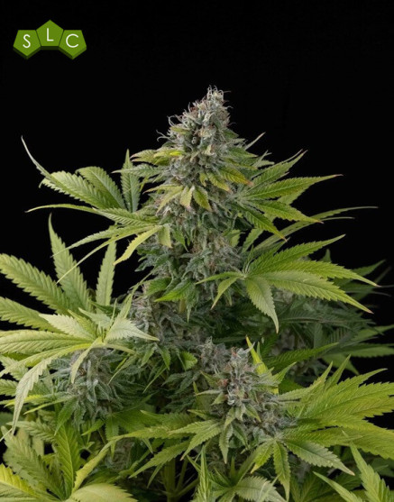 Marihuana Claustrum 2.0 - Semillas Positronics