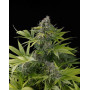 Marihuana Claustrum 2.0 - Semillas Positronics