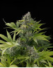 Marihuana Claustrum 2.0 - Semillas Positronics