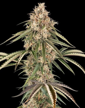 Garlic Gas - Feminizadas de Sensi - OFERTA