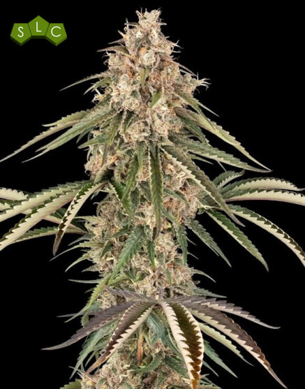Garlic Gas - Feminizadas de Sensi - OFERTA