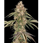 Garlic Gas - Feminizadas de Sensi - OFERTA
