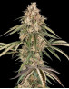 Garlic Gas - Feminizadas de Sensi - OFERTA