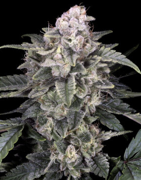 Slurricane - Semillas Advanced Seeds al Mejor Precio