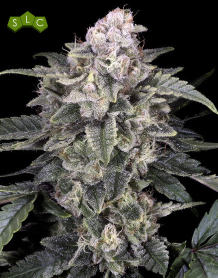 Slurricane - Semillas Advanced Seeds al Mejor Precio