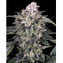 Slurricane - Semillas Advanced Seeds al Mejor Precio