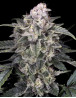 Slurricane - Semillas Advanced Seeds al Mejor Precio