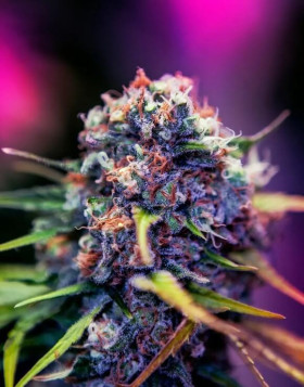 CBD+ Black Widow - Marihuana Morada de CBD