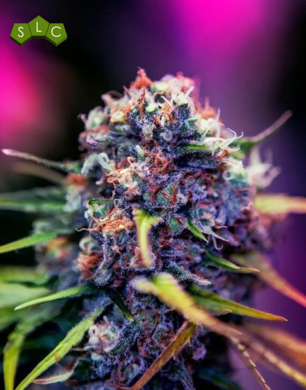 CBD+ Black Widow - Marihuana Morada de CBD