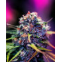 CBD+ Black Widow - Marihuana Morada de CBD