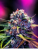 CBD+ Black Widow - Marihuana Morada de CBD