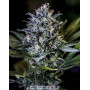 CBD+ Black Widow - Marihuana Morada de CBD