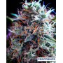 CBD+ Black Widow - Marihuana Morada de CBD