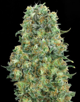 Critical Mass - Semillas feminizadas, originales y baratas