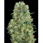 Critical Mass - Semillas feminizadas, originales y baratas