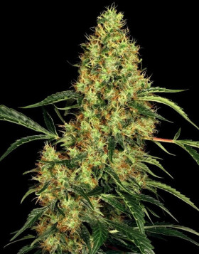 Mexican Sativa feminizada - Info y semillas de Sensi Seeds