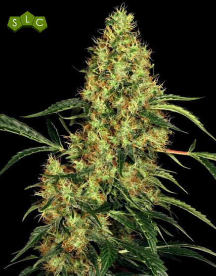 Mexican Sativa feminizada - Info y semillas de Sensi Seeds