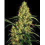 Mexican Sativa feminizada - Info y semillas de Sensi Seeds
