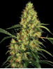 Mexican Sativa feminizada - Info y semillas de Sensi Seeds