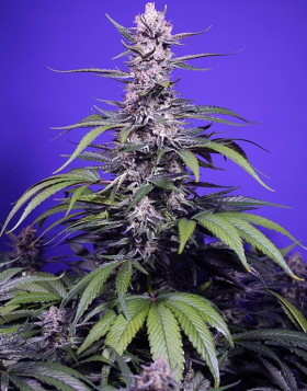 Permanent Maker XL Auto - Semillas Automáticas Sweet Seeds
