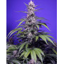 Permanent Maker XL Auto - Semillas Automáticas Sweet Seeds