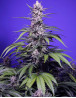 Permanent Maker XL Auto - Semillas Automáticas Sweet Seeds