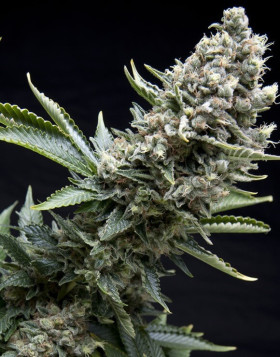 New York City Diesel de Pyramid Seeds - OFERTA