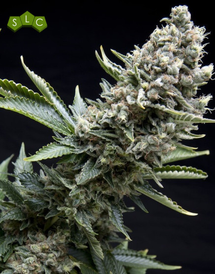 New York City Diesel de Pyramid Seeds - OFERTA