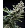 New York City Diesel de Pyramid Seeds - OFERTA