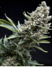 New York City Diesel de Pyramid Seeds - OFERTA