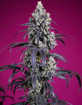 Tropicanna Cherry XL Auto® - Comprar Semillas