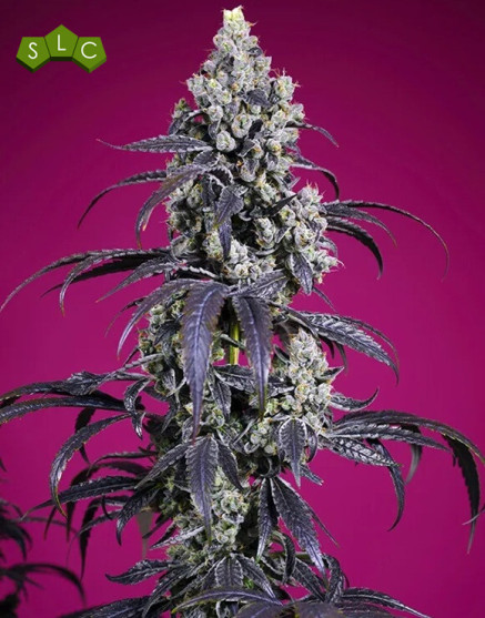 Tropicanna Cherry XL Auto® - Comprar Semillas