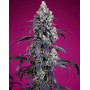 Tropicanna Cherry XL Auto® - Comprar Semillas